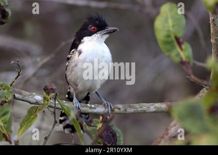 Maschio Grande Antshrike (Taraba maggiore) arroccato tra i rami Foto Stock