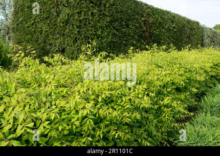 Siepe di Euonymus, Euonymus alatus, mandrino alato, siepe da giardino Foto Stock