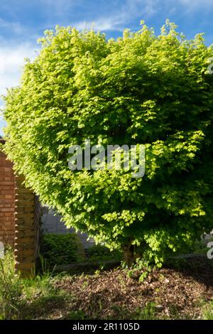 Acer campestre 'Nanum', Acer campestre Tree Foto Stock