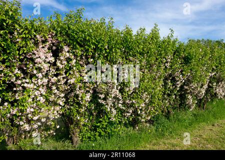 Ciglio di mele di granchio, ananas di granchio, Malus 'Van Eseltine', Primavera, Giardino Foto Stock