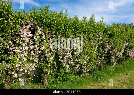 Siepe di granchio e mele, melanzane, malus "Van Eseltine", primavera, siepe da giardino Foto Stock