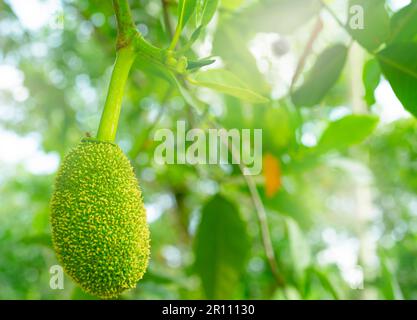 Jackfruit giovane su albero di jackfruit in un giardino di frutta tropicale. Jackfruit bambino su sfondo sfocato di foglie verdi in giardino jackfruit biologico. Tre frutta Foto Stock