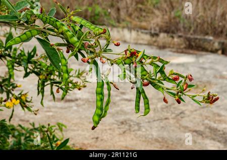 Pigeon Peas Tree Branch con pod di semi Foto Stock