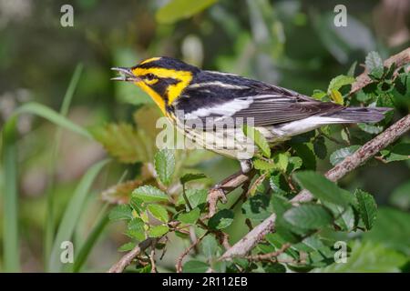 Blackburnian Warbler (Setophaga fusca) mangiare un po 'di insetto durante la migrazione di primavera, Galveston, Texas, USA. Foto Stock