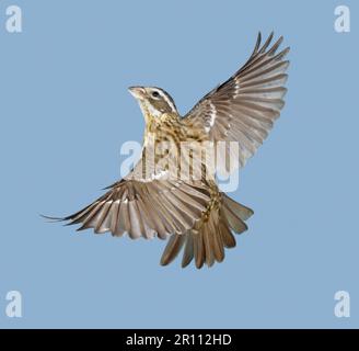 Rosato brace (Pheucticus ludovicianus) femmina di volo, durante la migrazione primaverile, Galveston, Texas, USA Foto Stock