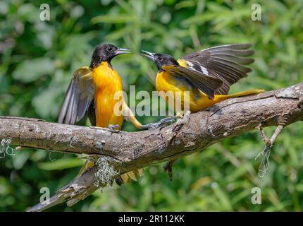 Baltimore oriole (Icterus galbula) uomini che combattono durante la migrazione primaverile, Galveston, Texas, USA. Foto Stock