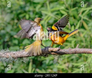 Baltimore oriole (Icterus galbula) combattimenti maschili e femminili durante la migrazione primaverile, Galveston, Texas, USA. Foto Stock