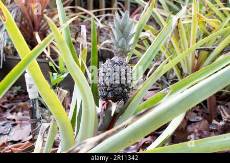 Frutto di ananas che cresce sul cespuglio Foto Stock