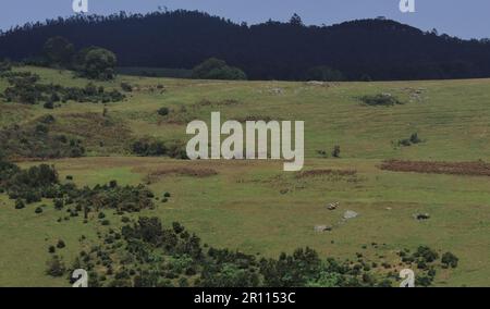 paesaggio montuoso panoramico delle colline di nilgiri e lussureggianti prati verdi e ondulati di 6th km punto di vista vicino alla stazione di ooty hill a tamilnadu, india meridionale Foto Stock