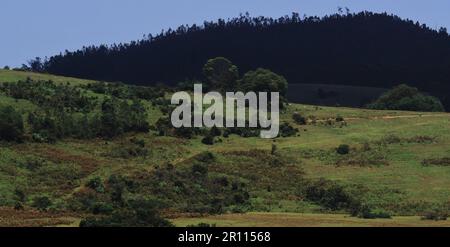 paesaggio montuoso panoramico delle colline di nilgiri e lussureggianti prati verdi e ondulati di 6th km punto di vista vicino alla stazione di ooty hill a tamilnadu, india meridionale Foto Stock