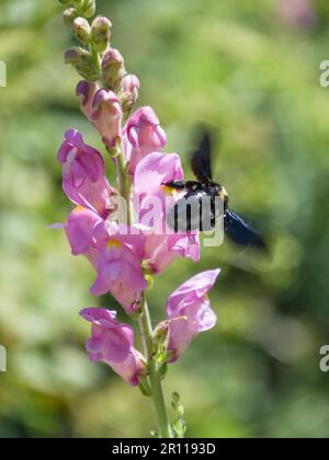 Carpenter Bee (Xylocopa) Foto Stock