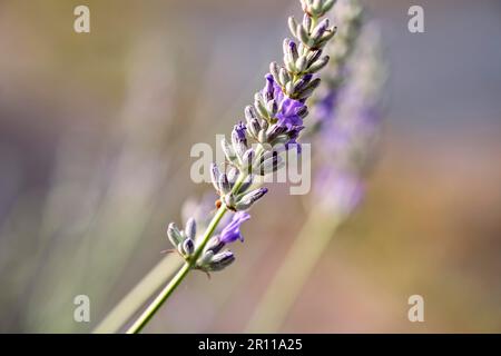 Close Up di belle fioriture di lavanda in estate precoce in una giornata di sole con uno sfondo morbido bokeh di fondo Foto Stock