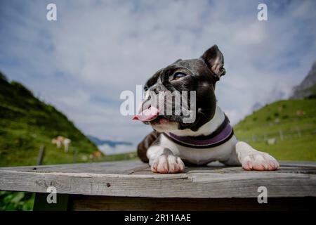 Escursioni con un Boston Terrier nelle Alpi austriache in estate Foto Stock