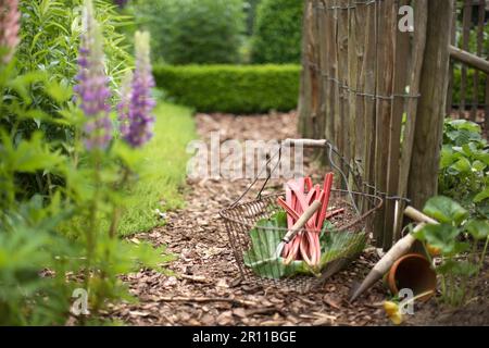 Rabarbaro appena raccolto (Rheum rabarum) Foto Stock