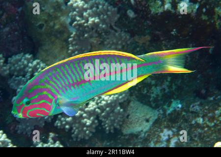 Red Sea Junker (Thalassoma rueppellii), Dive Site House Reef, Mangrove Bay, El Quesir, Mar Rosso, Egitto Foto Stock