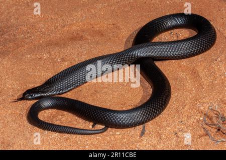 Serpente nero australiano dalle ventose decorazioni blu Foto Stock