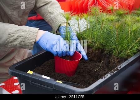 Riempimento con terreno pot-cresciuto pine pianta, Earth Day salvare ambiente concetto Foto Stock