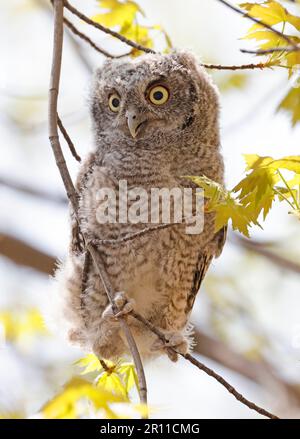 Eastern screech gufo bambino arroccato su un ramo di albero, Quebec, Canada Foto Stock