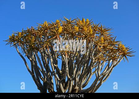 Alberi di fuoco (Aloe dichotoma) o Kokerboom alla luce del mattino presto, Keetmanshoop, Regione di Karas, Namibia Foto Stock