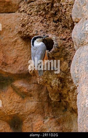 Eastern Rock Nuthatch (Sitta tephronota) per adulti, seduto all'ingresso del nido, Armenia Foto Stock