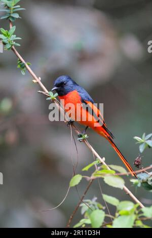 Minivet a coda lunga (Pericrocotus ethologus) maschio adulto, arroccato su ramoscello, Zixi Shan, Yunnan, Cina Foto Stock