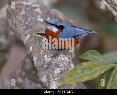 Nuthatch di castagno (Sitta castanea), maschio adulto, seduto su un ramo, Uttaranchal, India Foto Stock
