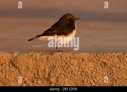 Pied Wheatear, songbirds, animali, uccelli, Variable Wheatear (Oenanthe picata) maschio adulto, in piedi su gradino di pietra, piccolo Rann di Kachchh, Gujarat Foto Stock