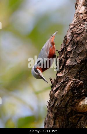 Nuthatch (Sitta castanea) adulto maschio, investigando cricket su tronco di albero, Madhya Pradesh, India Foto Stock