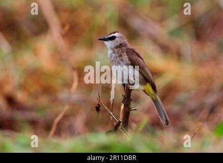 Bombul con ventilazione oculare, bombul con ventilazione oculare, bombole con ventilazione oculare, uccelli canori, animali, Uccelli, giallo-ventilato Bulbul Pycnonotus goivier gourdin Foto Stock