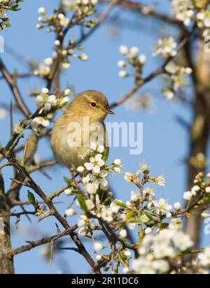 Chiffchaff, Chiffchaff, chiffchaff comune (Phylloscopus collybita), uccelli canori, animali, Uccelli, Chiffchaff eurasiatica adulto, arroccato in fioritura Foto Stock