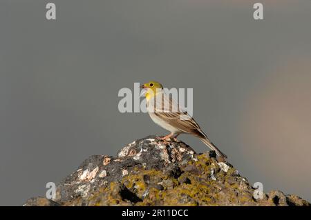 Cinereous Bunting (Emberiza cineracea) maschio adulto, cantando, in piedi sulla roccia, Lesvos, Grecia Foto Stock