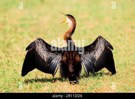 Melanogaster, India Darter, darter africano (Anhinga rufa), Darter indiano, darters indiano, Ruderfeet, animali, Uccelli, Australian Darter Anhi Foto Stock