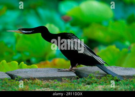 Melanogaster, India Darter, darter africano (Anhinga rufa), Darter indiano, darters indiano, Ruderfeet, animali, Uccelli, Australian Darter Anhi Foto Stock