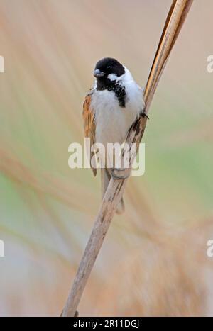 Bunting di Reed (Emberiza schoeniclus caspia), adulto maschio, seduto sul fusto di canna, Armenia Foto Stock