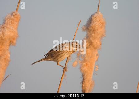Concia di canna (Emberiza schoeniclus), femmina adulta, nutrimento di semi di canna, Spagna, inverno Foto Stock