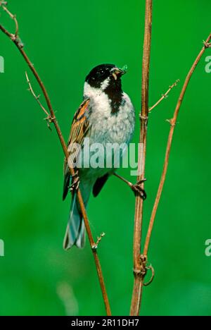 Concia di canna (Emberiza schoeniclus) maschio con cibo in becco Foto Stock