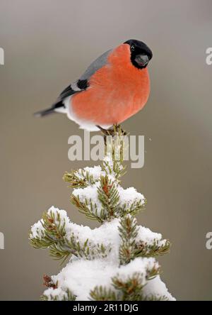 Bulfinco eurasiatico (Pyrrhula pirrhula), maschio adulto, seduto su conifere innevate, Norvegia Foto Stock