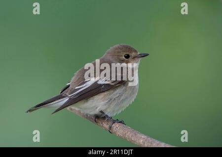 Pied Flycatcher, pied flycatcher europeo (Ficidula hypoleuca), songbirds, animali, uccelli, Pied Flycatcher giovani, Arroccato su ramoscello, Algarve Foto Stock