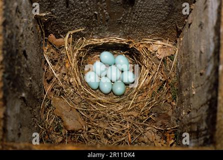 Pied Flycatcher, pied flycatcher europeo (Ficidula hypoleuca), songbirds, animali, Uccelli, Pied Flycatcher Nest e otto uova (S) Foto Stock