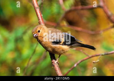 Pappagallini eurasiatici (Pyrhula pirrhula), pappagallini, uccelli, animali, uccelli, finches, bullfinch giovane Foto Stock