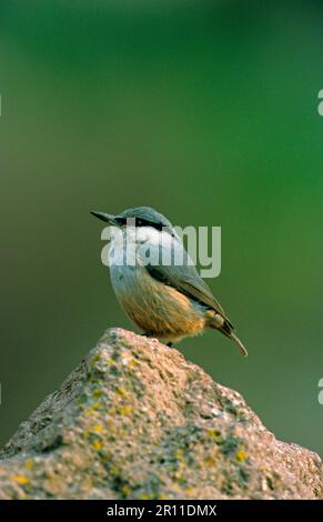 Western Rock-nuthatch (Sitta neumayer) adulto, arroccato su roccia, Lesvos, Grecia Foto Stock