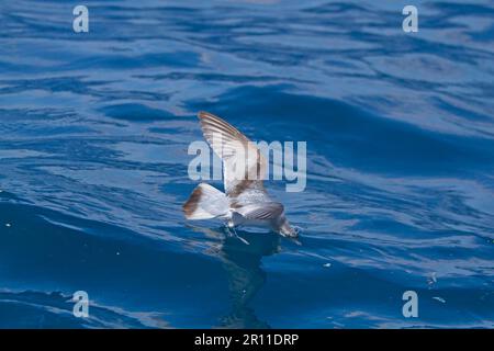 Fairy Prion (Pachyptila turtur) adulto, in volo sul mare, nutrirsi in superficie d'acqua, Nuova Zelanda Foto Stock