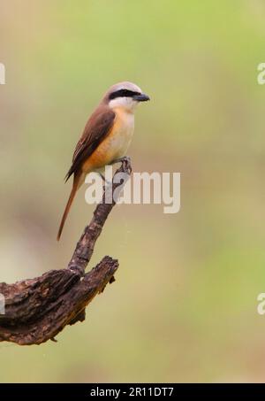 Scarpata marrone, scarpata rossa, uccelli canori, animali, uccelli, Marrone Shrike (Lanius cristatus lucionensis) maschio immaturo, primo anno piombato, arroccato su Foto Stock