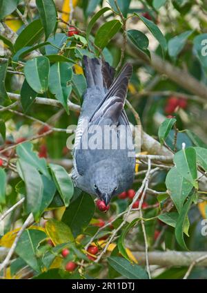 cucù al sacco (Coracina lineata), uccelli canori, animali, Uccelli, gamberi al sacco adulti, Nutrirsi di fichi nell'albero, Queensland, Australia Foto Stock