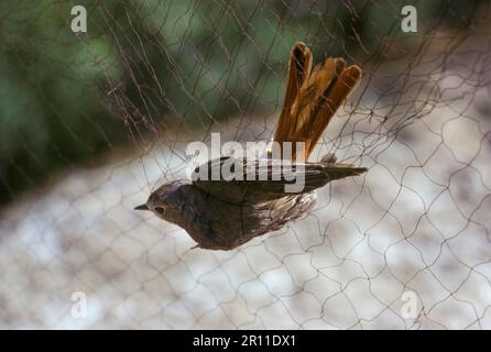 Redstart, redstart comune (Fenicurus phoenicurus), songbirds, animali, uccelli, Redstart catturati in nebbiolina Foto Stock