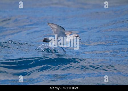 Fairy Prion (Pachyptila turtur) adulto, in volo sul mare, nutrirsi in superficie d'acqua, Nuova Zelanda Foto Stock