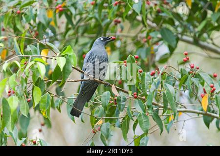 cucù al sacco (Coracina lineata), uccelli canori, animali, Uccelli, gamberi al sacco adulti, Nutrirsi di fichi nell'albero, Queensland, Australia Foto Stock