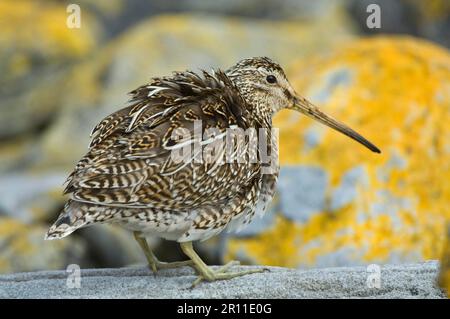 Magnanic Snipe (Gallinago paraguaiae magellanica) adulto, in piedi su rocce costiere, Isola della carcassa, Falklands occidentali Foto Stock