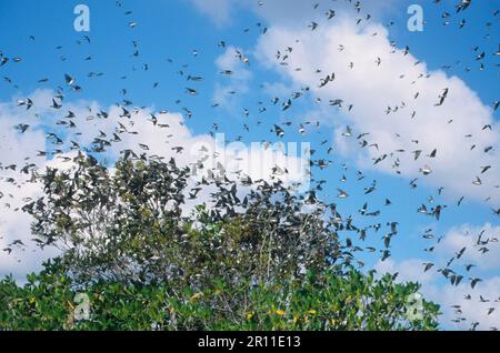 Tachicyneta bicolor, Swallow albero, Swallow albero (Tachycineta bicolor), Songbirds, Animali, Uccelli, Swallow, Albero Swarming Swarming in grandi numeri Foto Stock