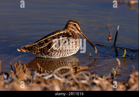 Wilson's Snipe (Gallinago gallinago delicata) nutrendo in acqua, Bosque, New Mexico (U.) S. A. Foto Stock